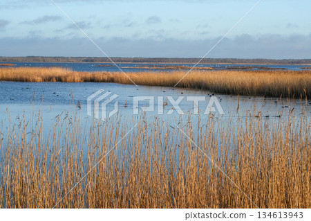 Winter Reeds and Open Water at Liepaja Lake, Latvia Winter Reeds and Open Water at Liepaja Lake, Latvia 134613943