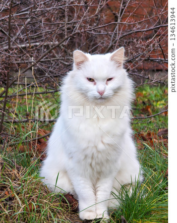 White Homeless Cat Sitting in Urban Green Space During Autumn, Stray Animal Portrait Outdoors White Homeless Cat Sitting in Urban Green Space During Autumn, Stray Animal Portrait Outdoors 134613944