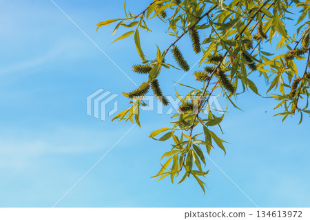 Tree branches with clear blue sky in background Tree branches with clear blue sky in background 134613972
