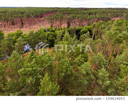 Tuchola forest in Poland. Aerial view 134614051