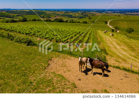 Horses at water trough and vineyards, Jura France. Horses at water trough and vineyards, Jura France. 134614066