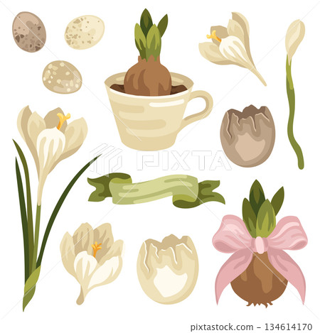 Spring Easter illustration set of blooming crocus flowers and bulb, bird eggs and eggshell, ribbon and bulb planted in a teacup 134614170