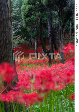 Clusters of red spider lilies blooming in Murakami Green Park Clusters of red spider lilies blooming in Murakami Green Park 134614446