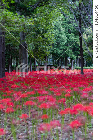 Clusters of red spider lilies blooming in Murakami Green Park Clusters of red spider lilies blooming in Murakami Green Park 134614450