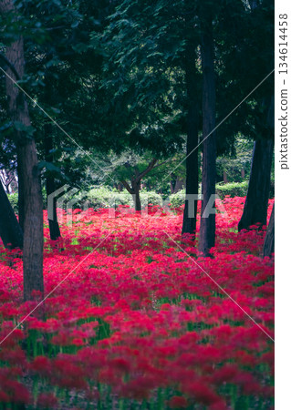 Clusters of red spider lilies blooming in Murakami Green Park 134614458