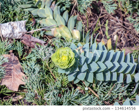 Euphorbia in early spring. A low-maintenance, drought-resistant perennial with a spiral leaves and green rosettes. 134614556
