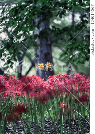 村上綠園裡盛開著黃花彼岸花 村上綠園裡盛開著黃花彼岸花 134614567
