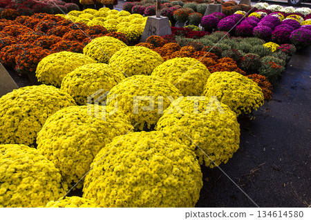 Chrysanthemums in a market, Montreal, Quebec, Canada Chrysanthemums in a market, Montreal, Quebec, Canada 134614580