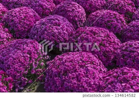 Chrysanthemums in a market, Montreal, Quebec, Canada Chrysanthemums in a market, Montreal, Quebec, Canada 134614582