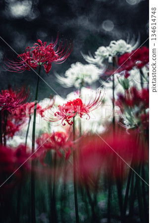 村上綠園裡盛開著白色和紅色的彼岸花 134614748