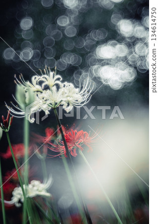 White and red spider lilies blooming in Murakami Green Park White and red spider lilies blooming in Murakami Green Park 134614750