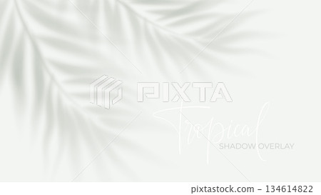 Tropical palm shadow overlay on white background with soft sunlight effect, perfect for summer design projects and realistic mockup presentations with natural foliage silhouettes Tropical palm shadow overlay on white background with soft sunlight effect, perfect for summer design projects and realistic mockup presentations with natural foliage silhouettes 134614822