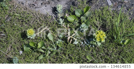 Fresh Euphorbia rosettes shine in spring garden. A peaceful scene highlighting early bloomers and ornamental foliage 134614855