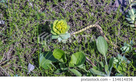 Fresh Euphorbia rosettes shine in a spring garden. Peaceful scene highlighting early bloomers and ornamental foliage 134614856