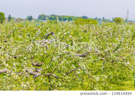 Spring apple blossoms in Tsuruta Town, Aomori Prefecture Spring apple blossoms in Tsuruta Town, Aomori Prefecture 134614884