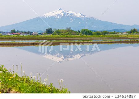 Spring in Tsuruta Town, Aomori Prefecture - Mount Iwaki (Tsugaru Fuji), one of Japan's 100 famous mountains 134614887