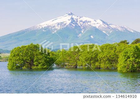 Spring in Tsuruta Town, Aomori Prefecture: Mount Iwaki and the submerged forest of Lake Tsugaru Fujimi 134614910
