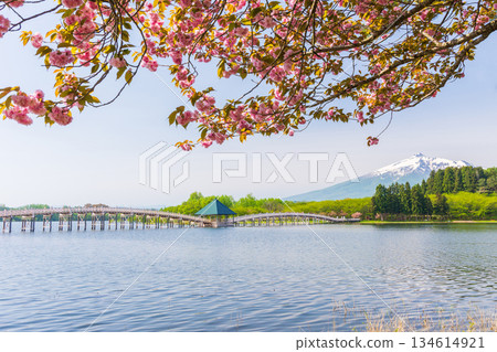 青森縣鶴田町的春天：鶴之舞橋和岩木山 134614921