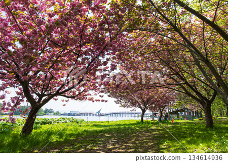 Spring in Tsuruta Town, Aomori Prefecture: Double cherry blossoms in full bloom at Fujimi Lake Park Spring in Tsuruta Town, Aomori Prefecture: Double cherry blossoms in full bloom at Fujimi Lake Park 134614936