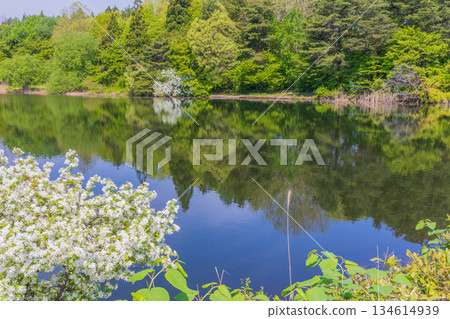 Spring at Fujimi Lake Park in Tsuruta Town, Aomori Prefecture 134614939