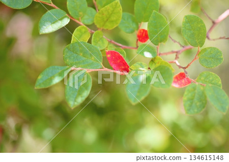 Small leaves of miscellaneous trees, Autumn leaves Small leaves of miscellaneous trees, Autumn leaves 134615148