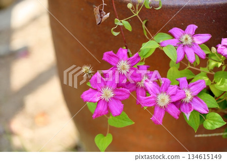 鐵線蓮花歐內斯特·馬卡姆 134615149