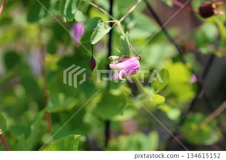 可愛的鐵線蓮花棉花糖 134615152