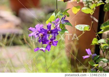 鐵線蓮花 134615153