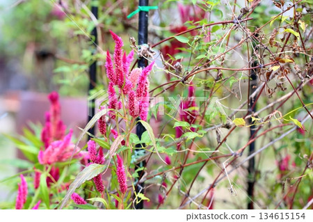 充滿活力的雞冠花 134615154