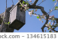 A rustic wooden birdhouse is suspended from a tree branch, adorned with delicate pink blossoms, creating a serene and inviting atmosphere in a vibrant natural setting 134615183