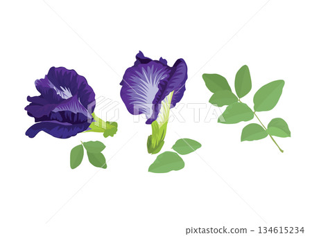 Butterfly pea flower with leaves on white background stock illustration Butterfly pea flower with leaves on white background stock illustration 134615234
