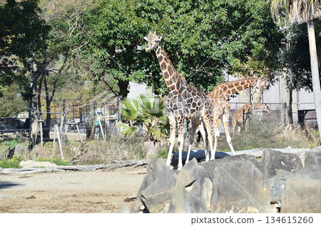有網紋長頸鹿出沒的風景 134615260