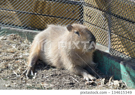 Capybara's cute profile Capybara's cute profile 134615349