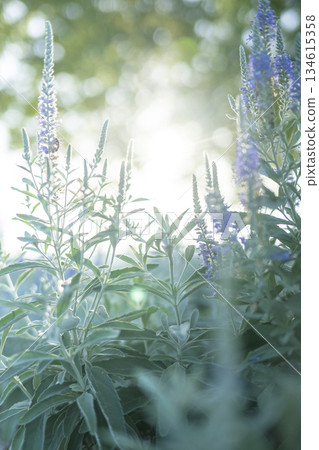 公園裡綠意盎然,景色熠熠生輝 公園裡綠意盎然,景色熠熠生輝 134615358