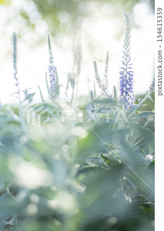 公園裡綠意盎然，景色熠熠生輝 134615359