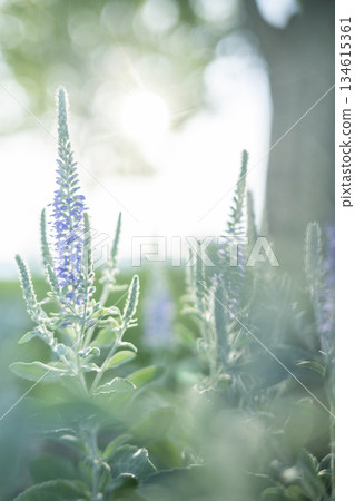 Sparkling image of fresh greenery in the park Sparkling image of fresh greenery in the park 134615361