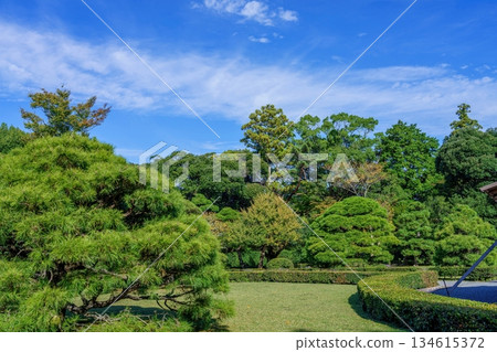 A scene of an old pine tree with magnificent branches against a blue sky A scene of an old pine tree with magnificent branches against a blue sky 134615372