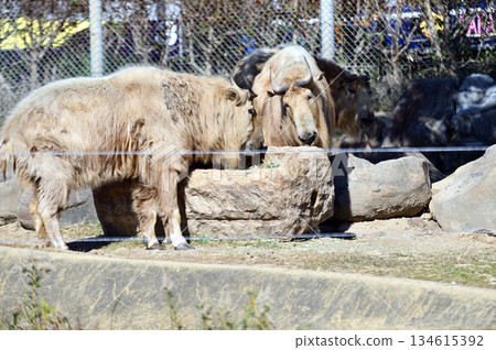 Golden Takin grazing 134615392