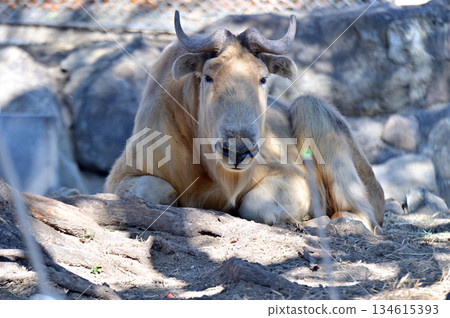 Relaxing Golden Takin 134615393