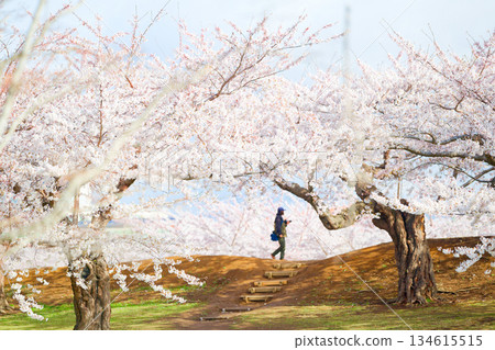 五棱郭公園的櫻花 134615515