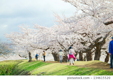 五棱郭公園的櫻花 134615520