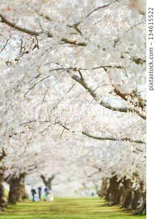 五棱郭公園的櫻花 134615522