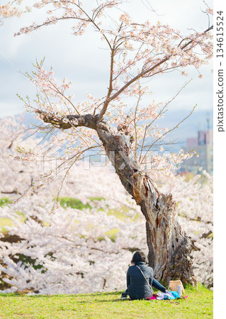 五棱郭公園的櫻花 134615524