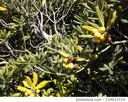 Species covered in red mucus of Tobera illuminated by the setting sun 134615554