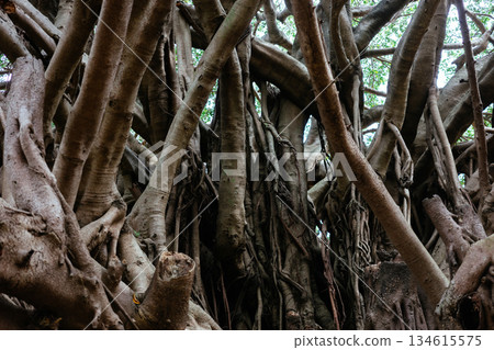 宗源寺公園的榕樹 宗源寺公園的榕樹 134615575