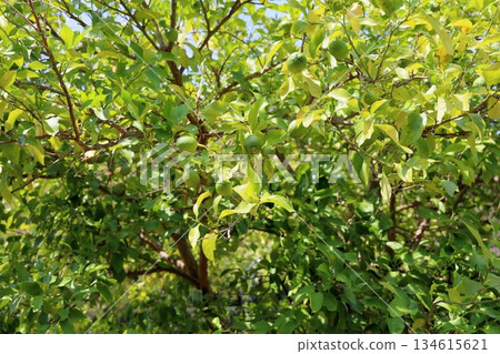 清爽的檸檬果 清爽的檸檬果 134615621