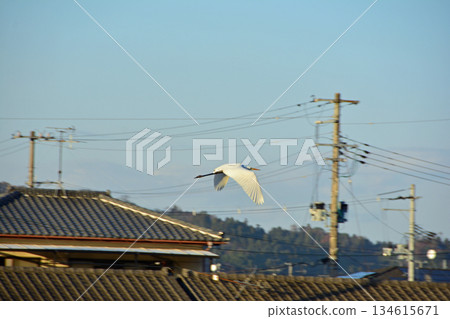 Great Egret Flying Over a River 134615671