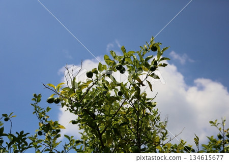 清爽的檸檬水果 清爽的檸檬水果 134615677