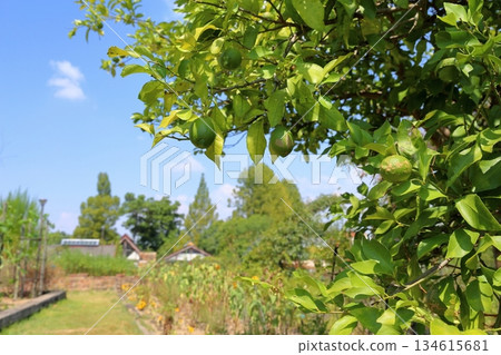 清爽的檸檬水果 清爽的檸檬水果 134615681