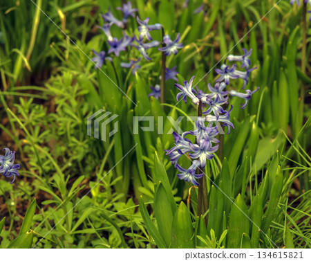 The vibrant purple flowers of the Oriental Hyacinth (Hyacinthus orientalis) stand out against the green foliage. Lush green leaves frame the spring bloom. Close-up. 134615821